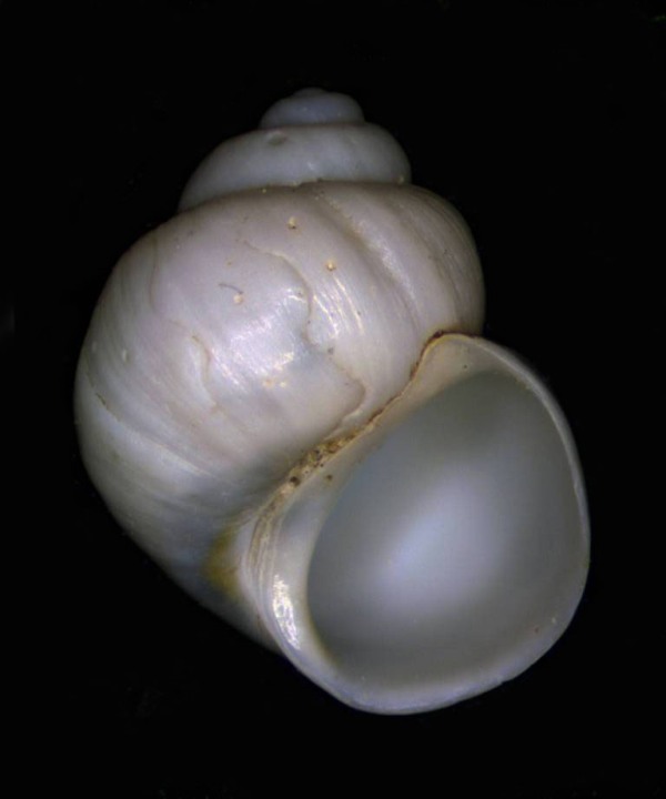 Forse Hydrobiidae